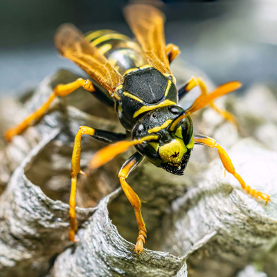 Insecticide et rodonticide
